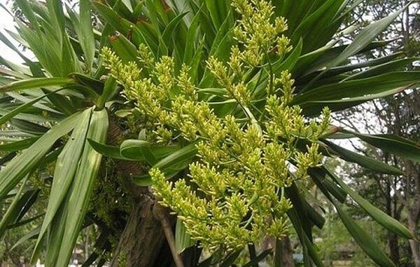 huyet-giac-co-tac-dung-gi-1236