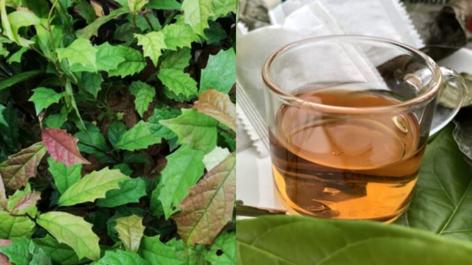 nuoc-la-xa-den-phunutoday-01-2114